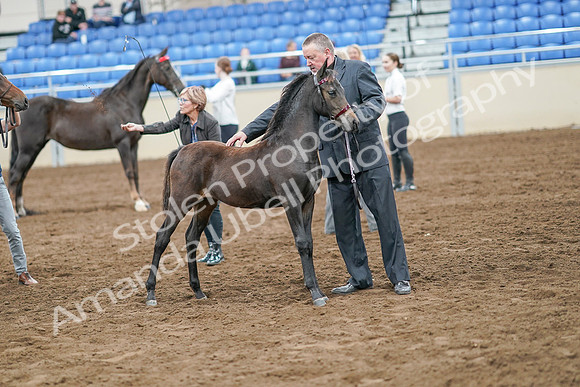 2020 - AB Morgan Horse - Sat, Sept 05 - 00678