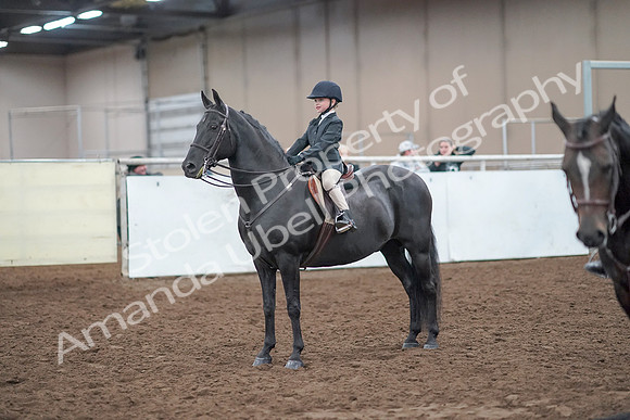 2019 Morgan Horse Show - Aug 31, 2019 - 19728