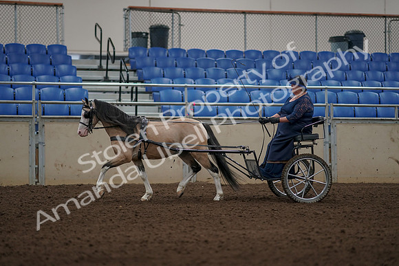 2019 Morgan Horse Show - Aug 31, 2019 - 04346