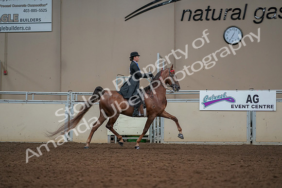2019 Morgan Horse Show - Aug 30, 2019 - 25245