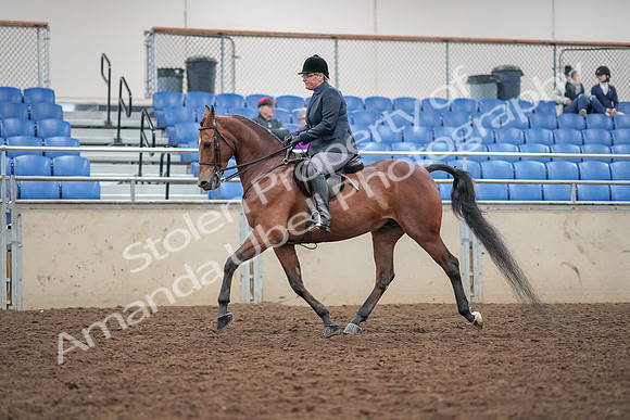 2019 Morgan Horse Show - Aug 30, 2019 - 20200