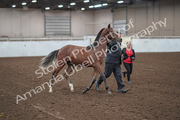 2019 Morgan Horse Show - Aug 31, 2019 - 00217