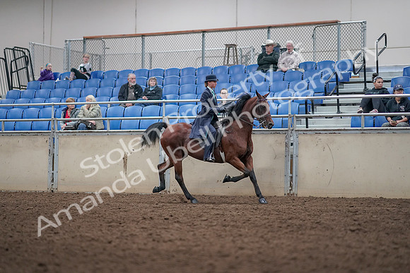 2019 Morgan Horse Show - Aug 31, 2019 - 09532