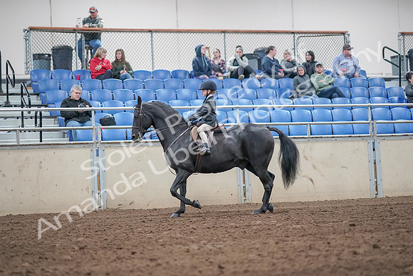 2019 Morgan Horse Show - Aug 31, 2019 - 19466