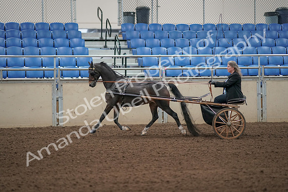 2019 Morgan Horse Show - Aug 31, 2019 - 04245