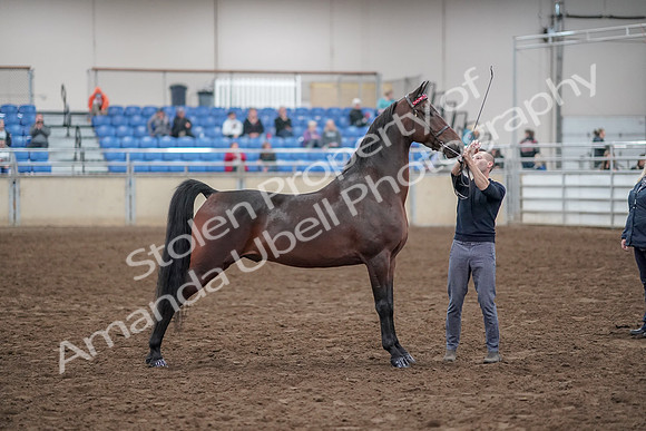 2019 Morgan Horse Show - Aug 31, 2019 - 01354