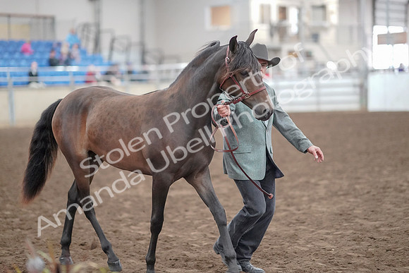 2019 Morgan Horse Show - Aug 31, 2019 - 02867