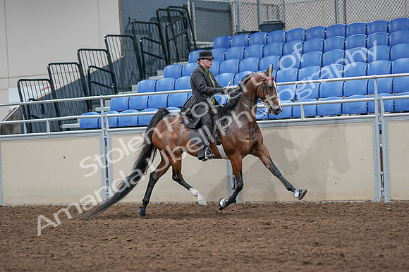 2020 - AB Morgan Horse - Fri, Sept 04 - 09797