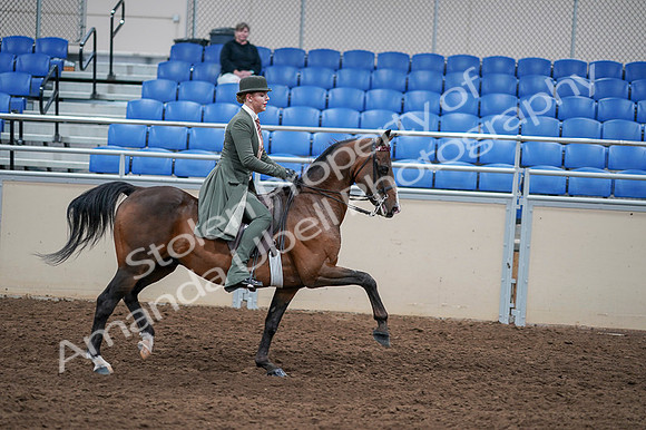 2020 - AB Morgan Horse - Fri, Sept 04 - 03444