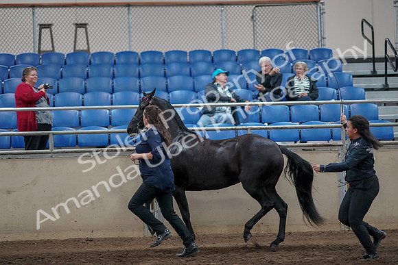 2019 Morgan Horse Show - Aug 31, 2019 - 00910
