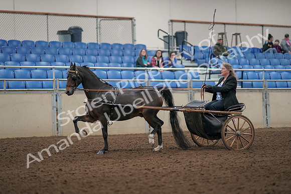2019 Morgan Horse Show - Aug 31, 2019 - 04386