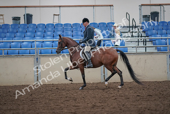 2019 Morgan Horse Show - Aug 31, 2019 - 14958