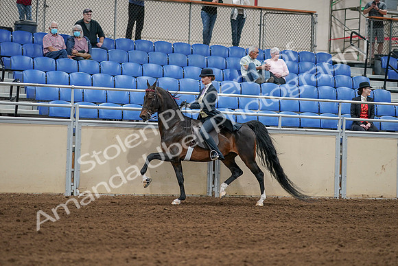 2020 - AB Morgan Horse - Sat, Sept 05 - 06305