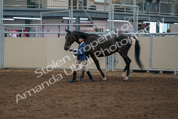 2020 - AB Morgan Horse - Fri, Sept 04 - 00916
