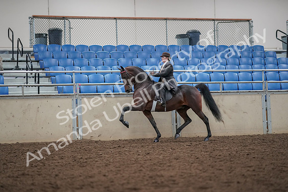 2019 Morgan Horse Show - Aug 30, 2019 - 27937
