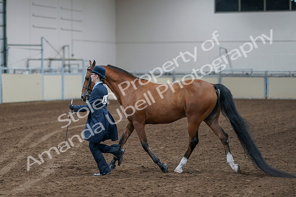 2020 - AB Morgan Horse - Fri, Sept 04 - 00957