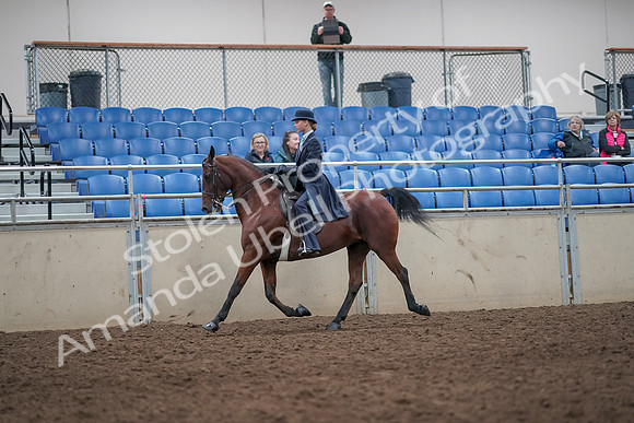 2019 Morgan Horse Show - Aug 31, 2019 - 09249