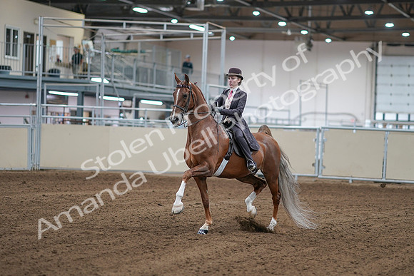 2020 - AB Morgan Horse - Sat, Sept 05 - 06144