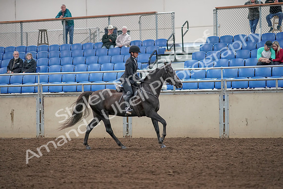 2019 Morgan Horse Show - Aug 31, 2019 - 07543