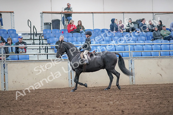 2019 Morgan Horse Show - Aug 31, 2019 - 19473
