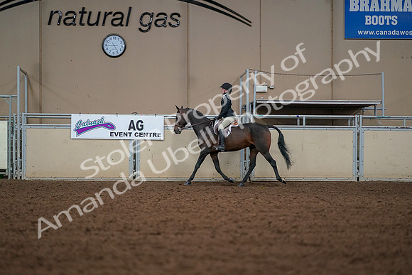 2019 Morgan Horse Show - Aug 30, 2019 - 23236