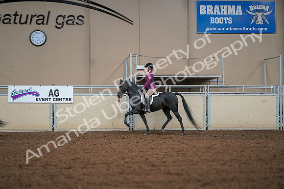 2019 Morgan Horse Show - Aug 30, 2019 - 23254