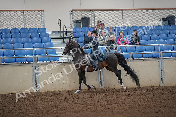 2019 Morgan Horse Show - Aug 30, 2019 - 25182