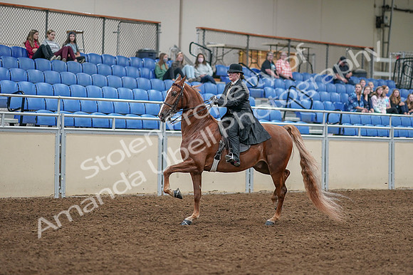 2020 - AB Morgan Horse - Fri, Sept 04 - 11251