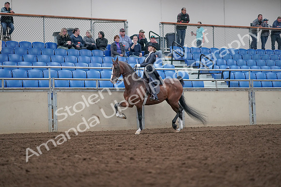 2019 Morgan Horse Show - Aug 31, 2019 - 20482