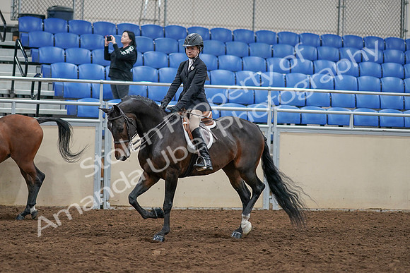 2020 - AB Morgan Horse - Sun, Sept 06 - 07953