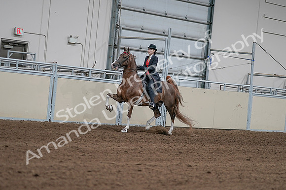 2020 - AB Morgan Horse - Fri, Sept 04 - 09578