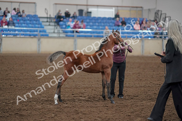 2019 Morgan Horse Show - Aug 30, 2019 - 24807