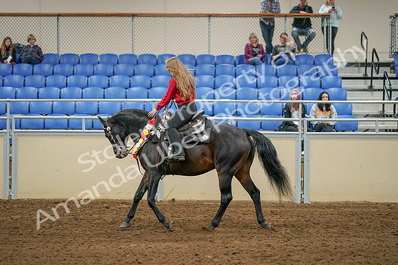 2020 - AB Morgan Horse - Sat, Sept 05 - 10379