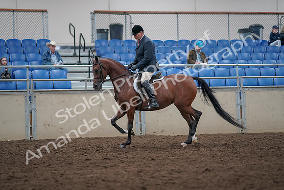 2019 Morgan Horse Show - Aug 31, 2019 - 14711