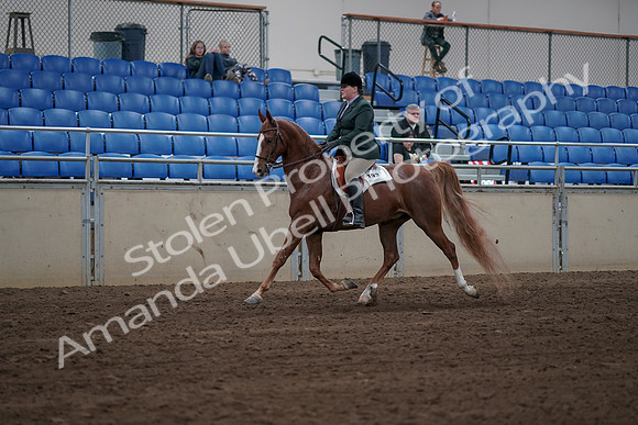 2019 Morgan Horse Show - Sept 01, 2019 - 12254