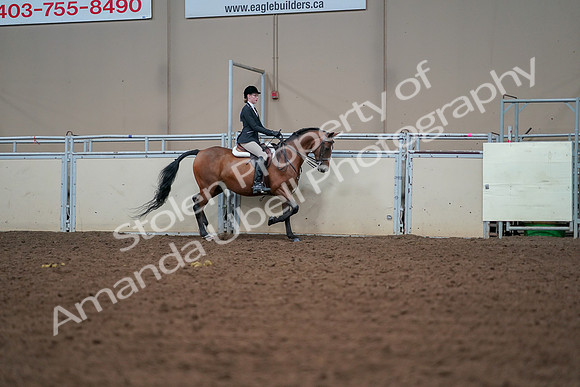 2019 Morgan Horse Show - Aug 30, 2019 - 20758