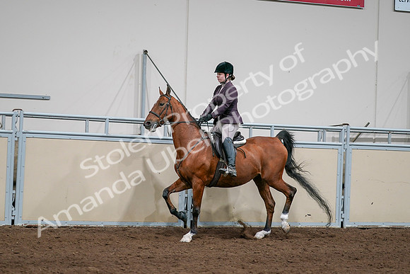 2020 - AB Morgan Horse - Sat, Sept 05 - 03052