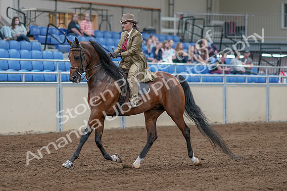 2020 - AB Morgan Horse - Fri, Sept 04 - 11150