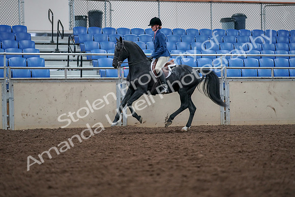 2019 Morgan Horse Show - Aug 30, 2019 - 18450