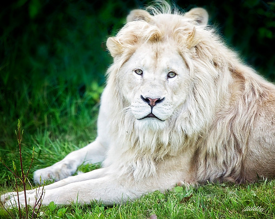 Big Cats - 024