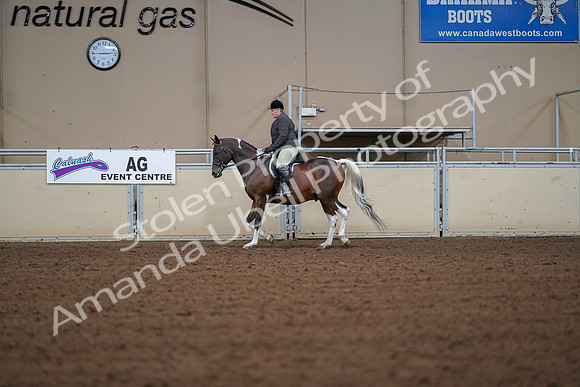 2019 Morgan Horse Show - Aug 30, 2019 - 16157