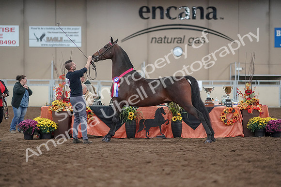 2019 Morgan Horse Show - Aug 31, 2019 - 03832