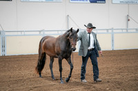 2020 - AB Morgan Horse - Sat, Sept 05 - 00144