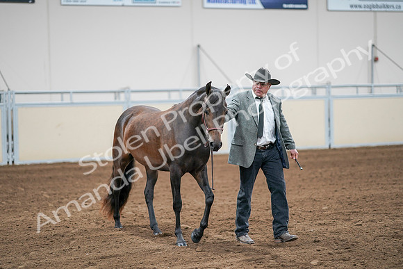 2020 - AB Morgan Horse - Sat, Sept 05 - 00144