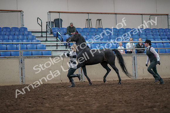 2019 Morgan Horse Show - Aug 31, 2019 - 03599