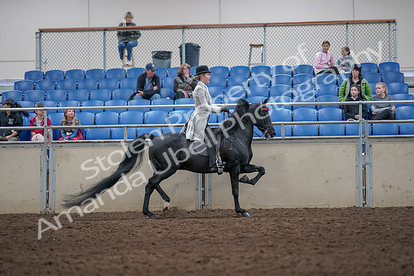 2019 Morgan Horse Show - Aug 31, 2019 - 09634