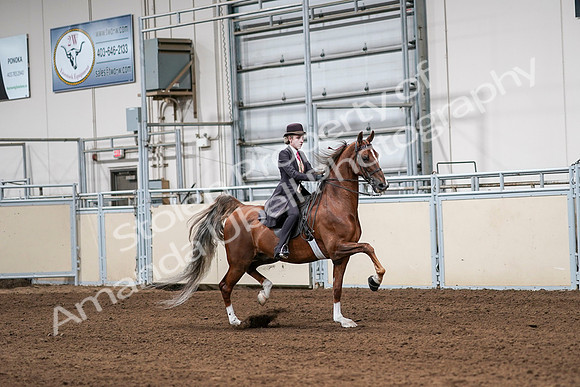 2020 - AB Morgan Horse - Sat, Sept 05 - 06432