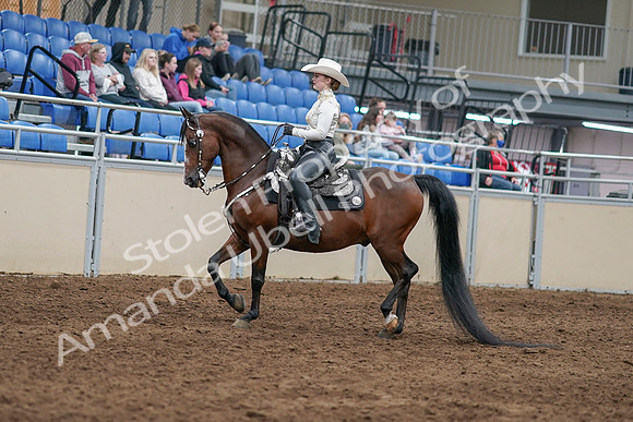 2020 - AB Morgan Horse - Sun, Sept 06 - 07458