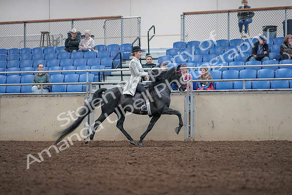 2019 Morgan Horse Show - Aug 31, 2019 - 09619