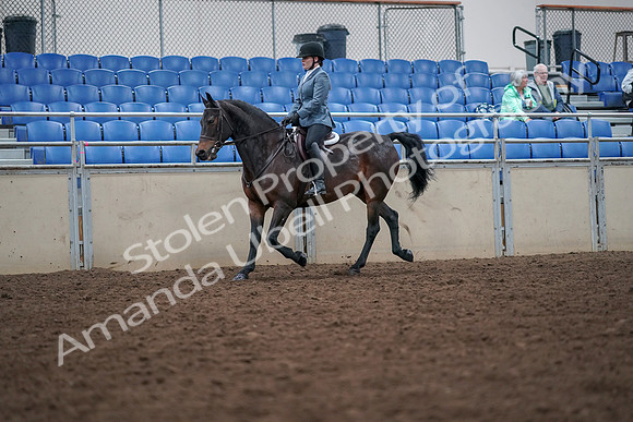 2019 Morgan Horse Show - Aug 30, 2019 - 18317